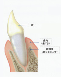 汐留シティセンター歯科　歯周病治療　健康な歯茎の状態